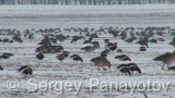 Video of Red-breasted goose - Red-breasted Goose eating grass in winter snow fields